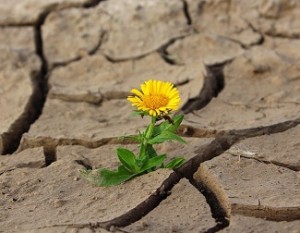 resilient flower